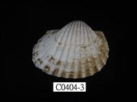 藏品(血蚶)的圖片